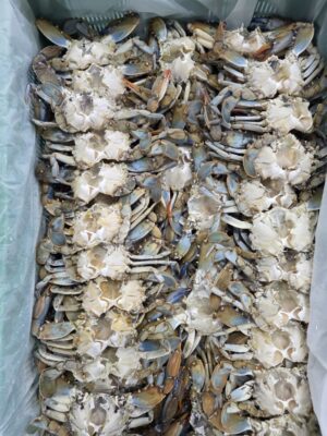 Temizlenmiş Şoklanmış Mavi Yengeç