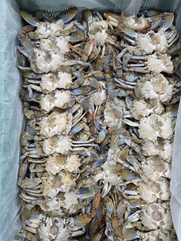 Temizlenmiş Şoklanmış Mavi Yengeç