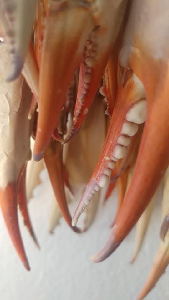 WhatsApp Görsel 2025-11-06 saat 13.06.45_9e372296 KISkaç Kolye PEMBEMSİ