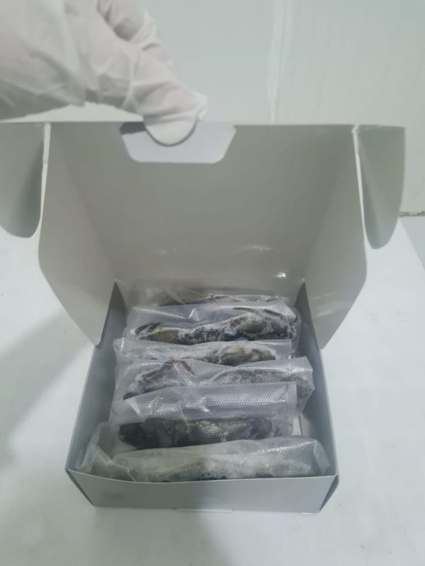 Yumuşak kabuklu mavi Yengeç