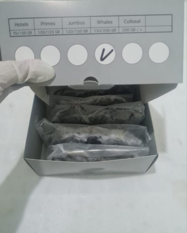 Yumuşak kabuklu mavi Yengeç